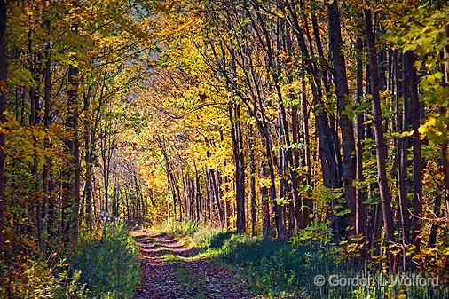 Autumn Trail_17538.jpg - Photographed near Chaffeys Locks, Ontario, Canada.